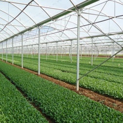 مجله سبزیجات گلخانه ای