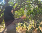 نشست کارگروه تخصصی تدوین سند دانش‌بنیان و مزارع الگویی در دلفارد برگزار شد