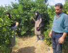 نشست کارگروه تخصصی تدوین سند دانش‌بنیان و مزارع الگویی در دلفارد برگزار شد