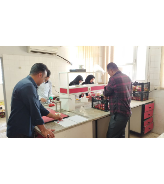 یادداشت‌برداری از پروژه «گزینش ژنوتیپ‌های برتر گوجه‌فرنگی در نسل‌های در حال تفکیک» در مرکز جنوب کرمان
