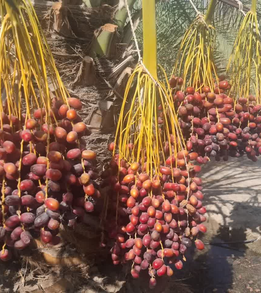 گزارش پیشرفت اجرای پروژه تحقیقی-توسعه ای مدیریت تلفیقی بیماری لکه‌برگی و عارضه خشکیدگی خوشه خرما