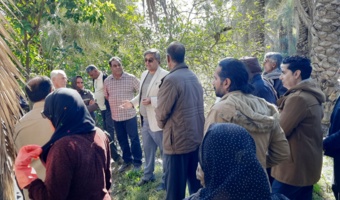 آموزش راهکارهای شناسایی و مدیریت نوین آفت سوسک سرخرطومی حنایی خرما در شهرستان منوجان