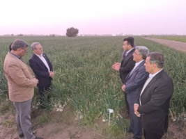 بازدید از مزرعه پایلوت مدیریت علف هرز اویارسلام در مزرعه پیاز با استفاده از علف‌کش گارد