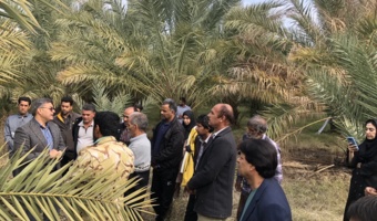 دوره آموزشی مدیریت نوین آفت سوسک سرخرطومی حنایی خرما در شهرستان جیرفت