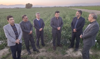 بازدید رئیس مؤسسه تحقیقات گیاه‌پزشکی کشور و رئیس بخش تحقیقات بیماری‌های گیاهی مؤسسه از پایلوت مدیریت علف هرز اویارسلام در مزرعه پیاز با استفاده از علغ کش پیاز گارد