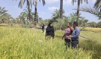 آفت سن گندم در مزارع گندم شهر آسیمینون پایش می شود