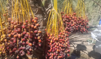 گزارش پیشرفت اجرای پروژه تحقیقی-توسعه ای مدیریت تلفیقی بیماری لکه‌برگی و عارضه خشکیدگی خوشه خرما