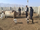 بازدید محقق معین از دامداری روستای امجز