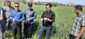 کارگاه آموزشی ترویجی مدیریت آفت سن گندم در شهرستان منوجان