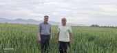 بازدید و نظارت بر مزارع تولید بذر گندم در جنوب کرمان