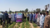 برگزاری روز مزرعه چای ترش در جنوب کرمان