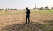 بازدید محقق معین حوزه شهرستان جازموریان از مزارع ذرت منطقه چاه حسن