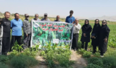 برگزاری دوره آموزشی ترویجی مدیریت آفت کرم برگخوار پاییزه ذرت در حوزه شهرستان عنبرآباد