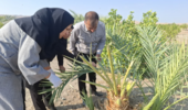 بازدید تخصصی محققین مرکز تحقیقات جنوب کرمان از باغات خرما و مرکبات با هدف شناسایی آفات