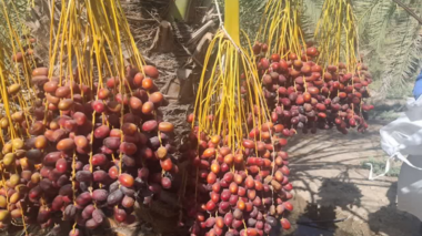 گزارش پیشرفت اجرای پروژه تحقیقی-توسعه ای مدیریت تلفیقی بیماری لکه‌برگی و عارضه خشکیدگی خوشه خرما