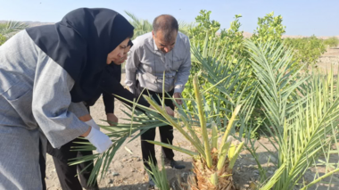 بازدید تخصصی محققین مرکز تحقیقات جنوب کرمان از باغات خرما و مرکبات با هدف شناسایی آفات