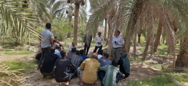 آموزش مبارزه با آفت سوسک سرخرطومی حنایی خرما در روستای مهتابی
