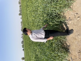 توصیه‌ محقق معین در خصوص تغذیه محصولات کنجد و ذرت به کشاورزان