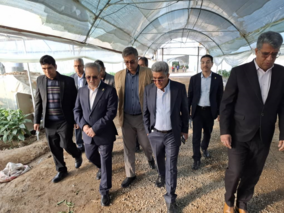 بازدید معاون وزیر و رئیس سازمان تات از گلخانه تولید بادمجان و فلفل در جیرفت