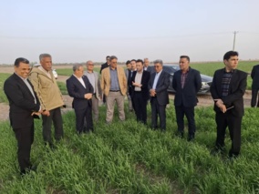 بازدید معاون وزیر و رئیس سازمان تات و هیئت همراه از مزرعه گندم رقم سحر جهت تولید بذر مادری در شهرستان رودبار جنوب