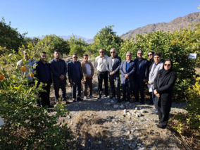 بازدید از پروژه تحقیقاتی زوال مرکبات در منطقه کوهستانی نراب از توابع شهرستان جیرفت