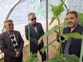 بازدید رئیس مؤسسه تحقیقات گیاه‌پزشکی کشور و رئیس بخش تحقیقات بیماری‌های گیاهی مؤسسه از طرح مقایسه مدیریت کاربرد قارچ‌کش در کنترل تلفیقی بیماری کپک خاکستری خیار گلخانه‌ای در شهرستان جیرفت